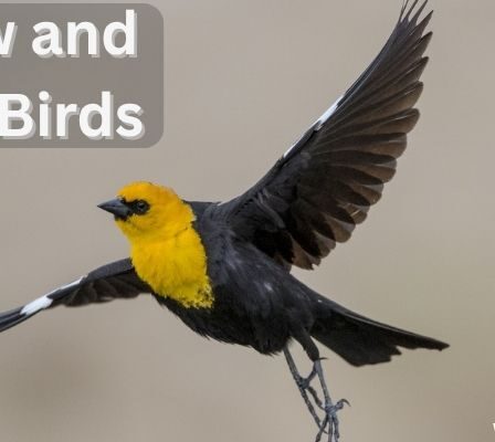 Yellow and Black Birds