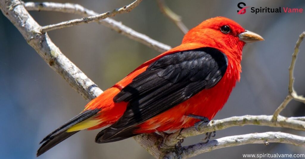 Scarlet Tanager