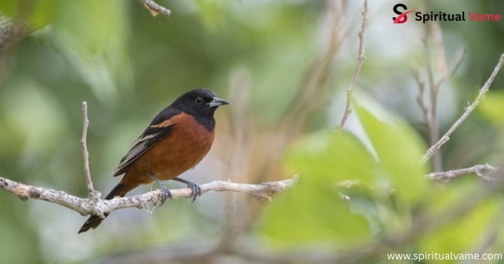 Orchard Oriole