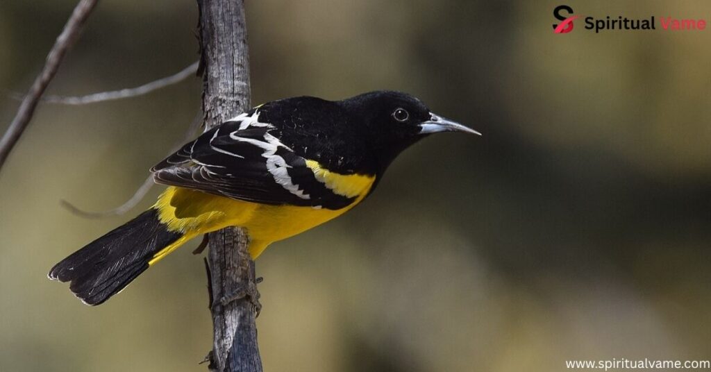 Scott’s Oriole
