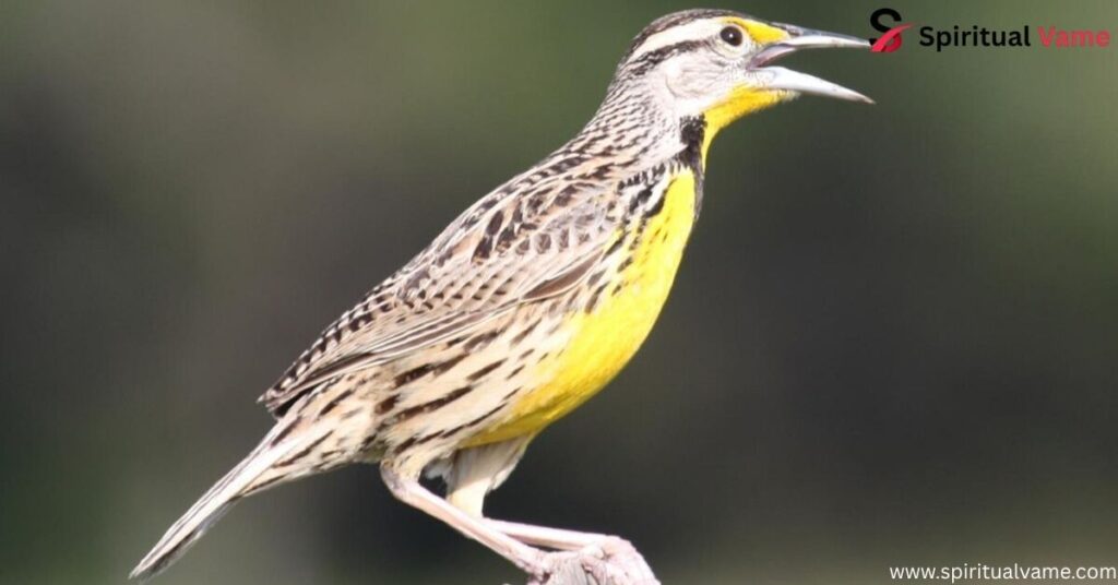 Eastern Meadowlark