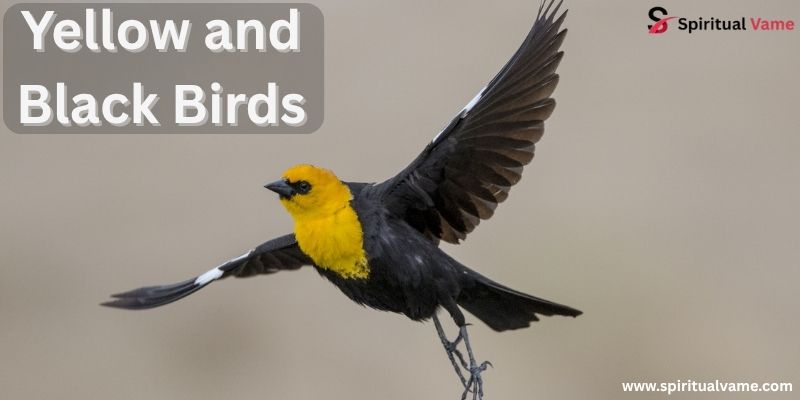 Yellow and Black Birds