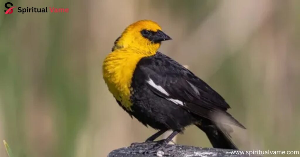 Yellow-headed Blackbird