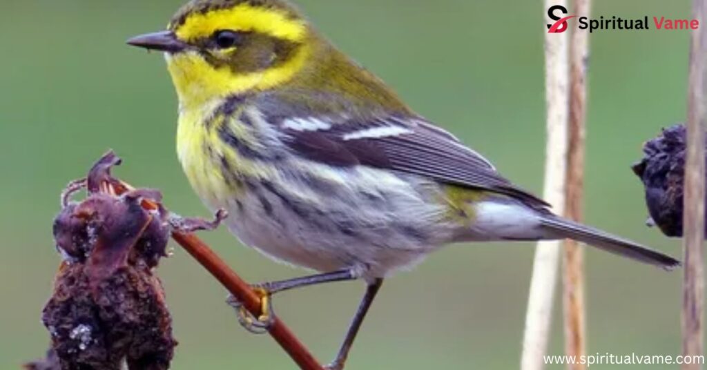 Townsend’s Warbler