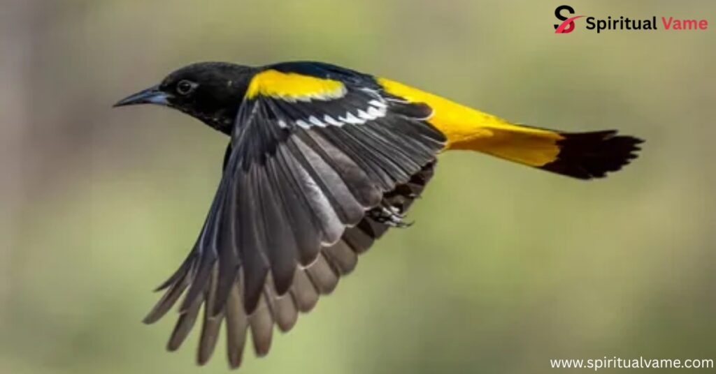Scott’s Oriole