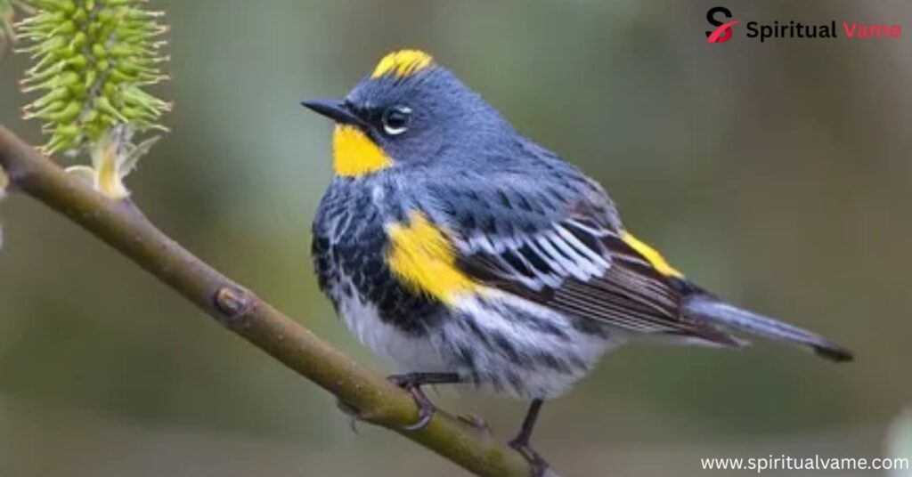 Yellow-Rumped Warbler