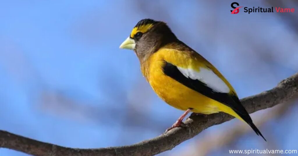  Evening Grosbeak