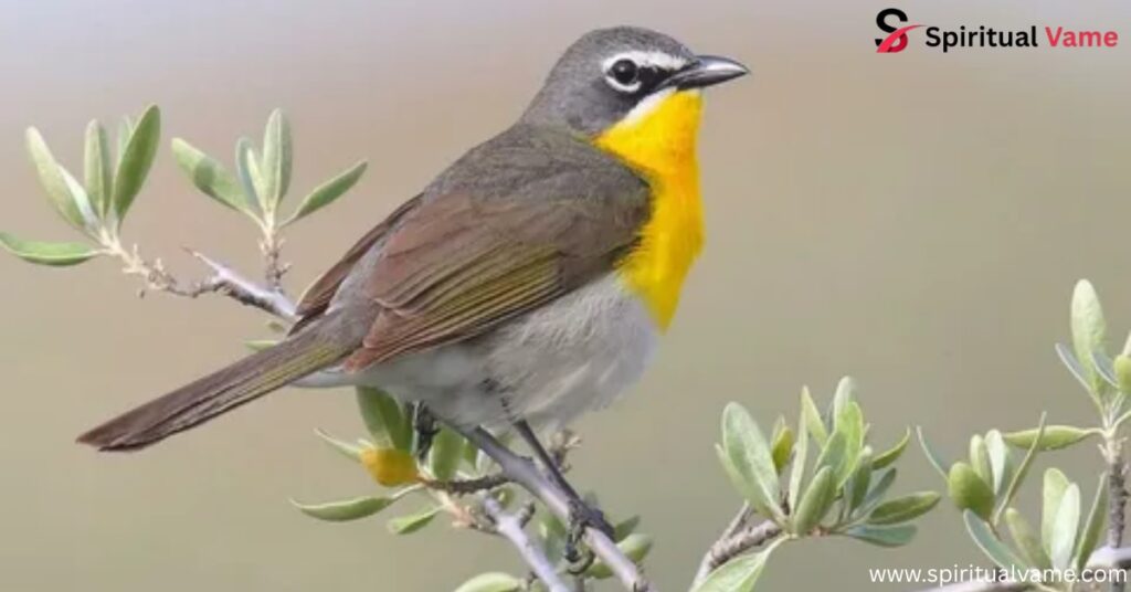 Yellow-Breasted Chat
