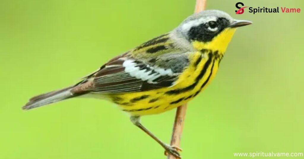 Magnolia Warbler