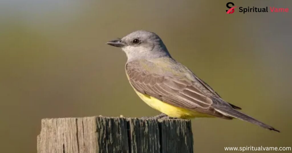 Western Kingbird