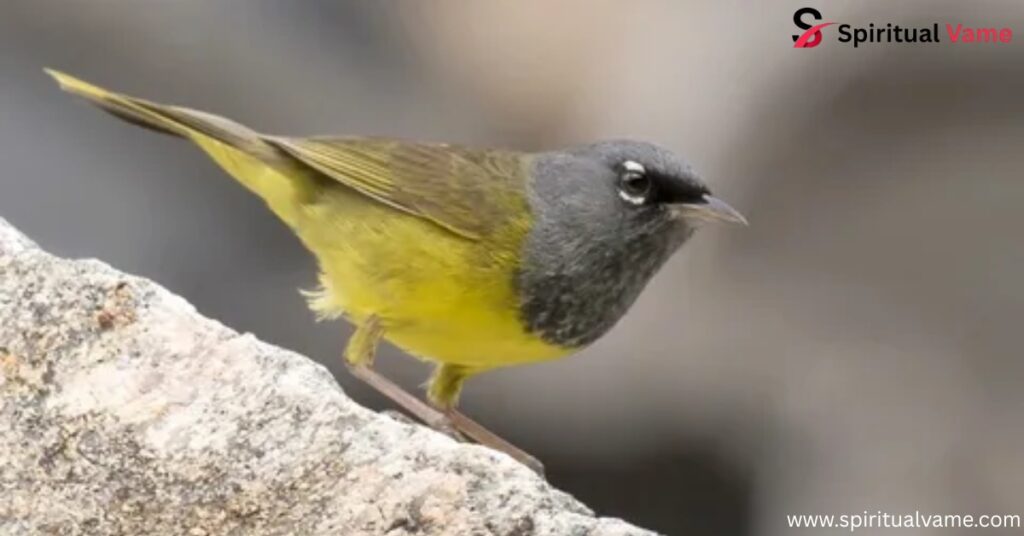 MacGillivray’s Warbler