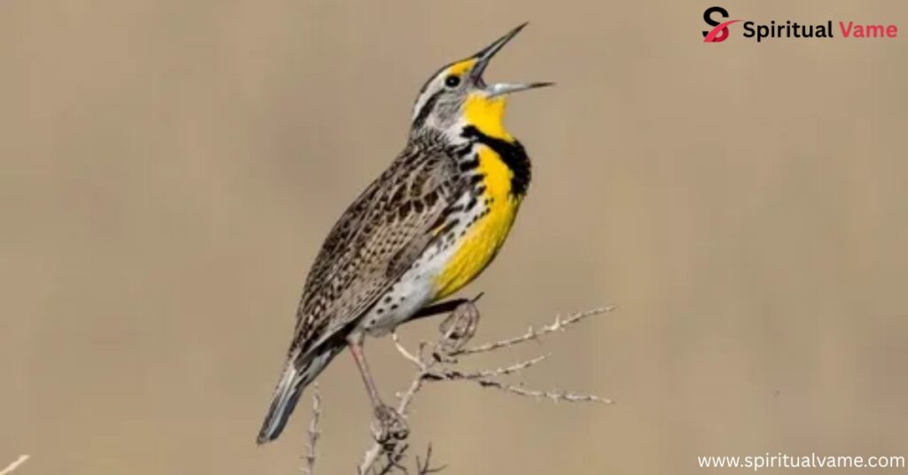 Western Meadowlark