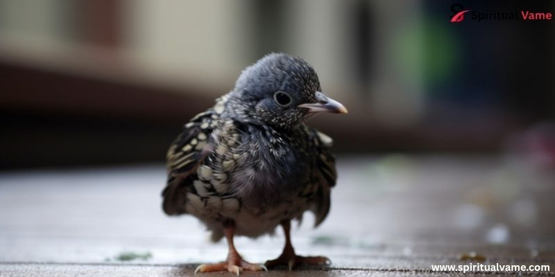 baby pigeons | all you need to know