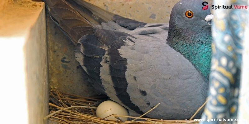 Egg Stage pigeons