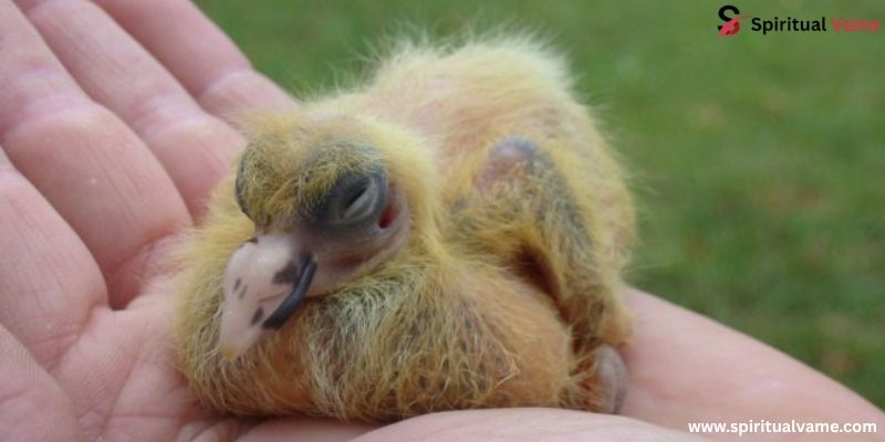 Why Don’t You See Baby Pigeons?