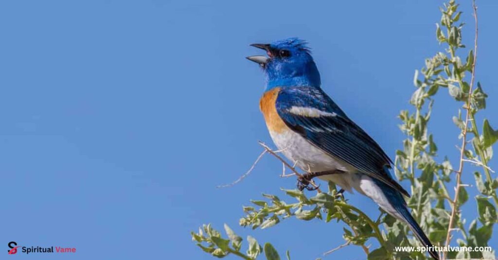 17 Blue Birds With Orange Chests 