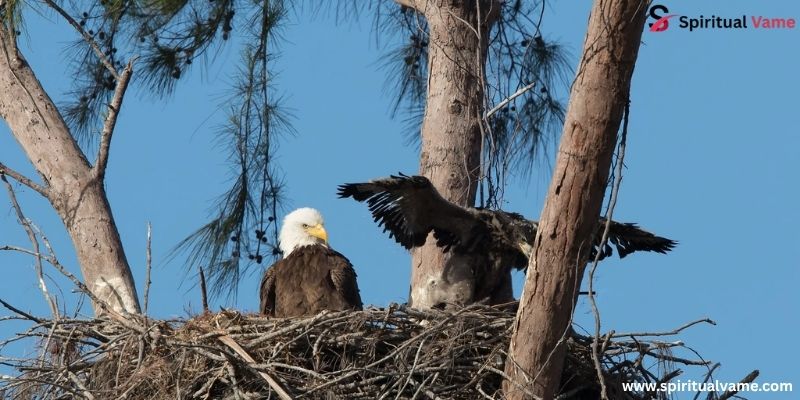 bird builds the best nest . Bald eagle nest
