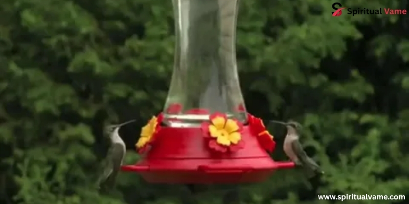 How Often Should You Clean A Hummingbird Feeder