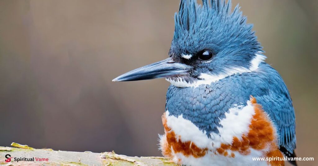 Belted Kingfisher (Megaceryle alcyon): 