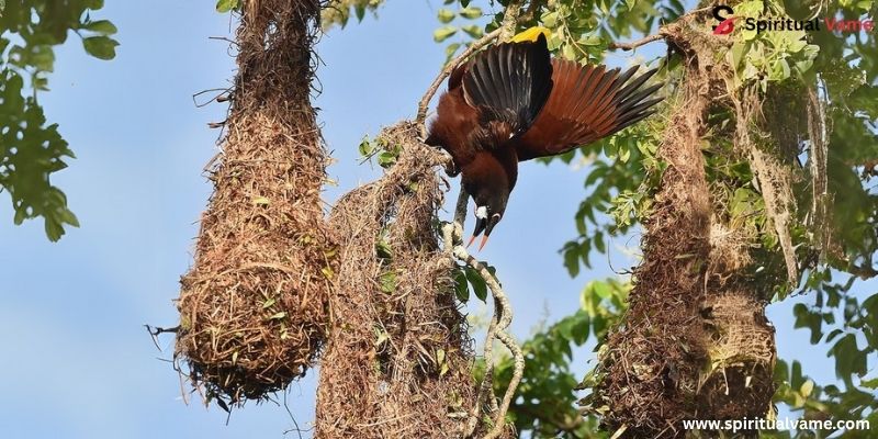 Montezuma oropendola  nest