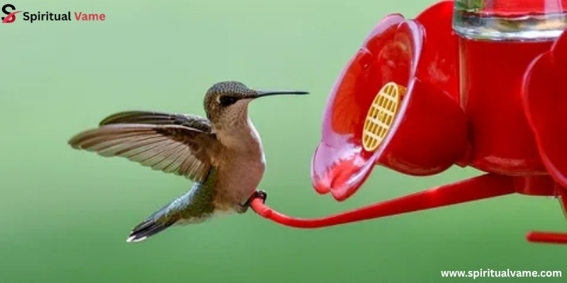 How to Attract Hummingbirds