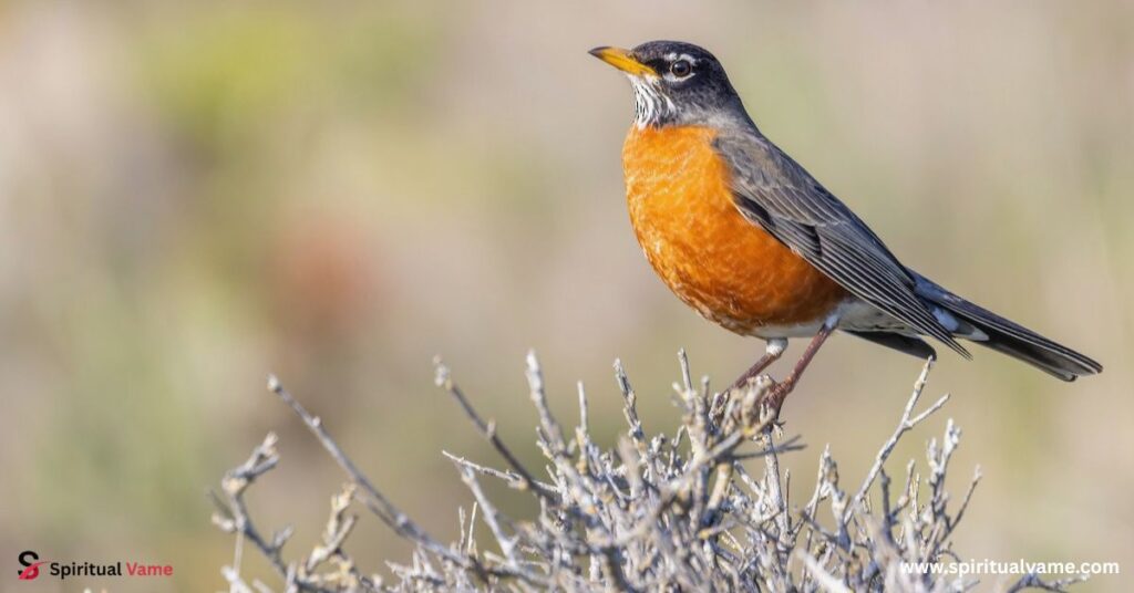 American Robin (Turdus migratorius): 