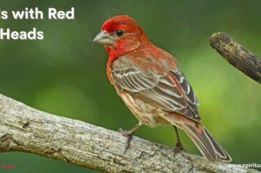 Birds with Red Heads