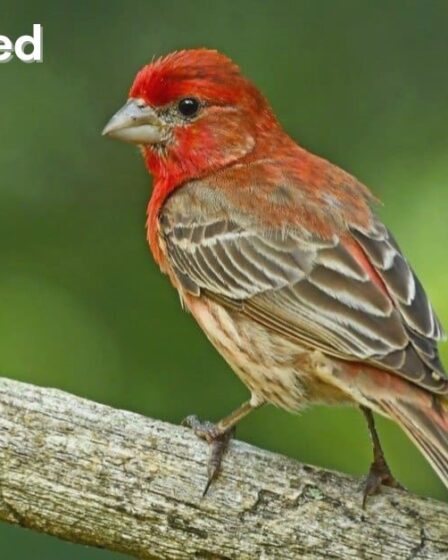 Birds with Red Heads