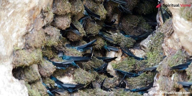  Edible-nest swiftlet nest