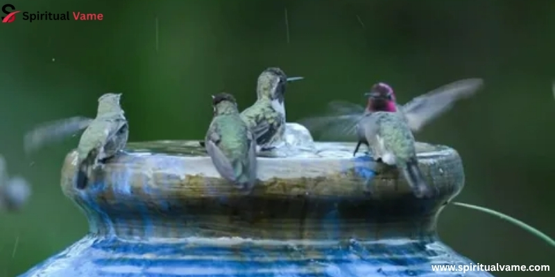 Clean Your Hummingbird Bird Bath Frequently