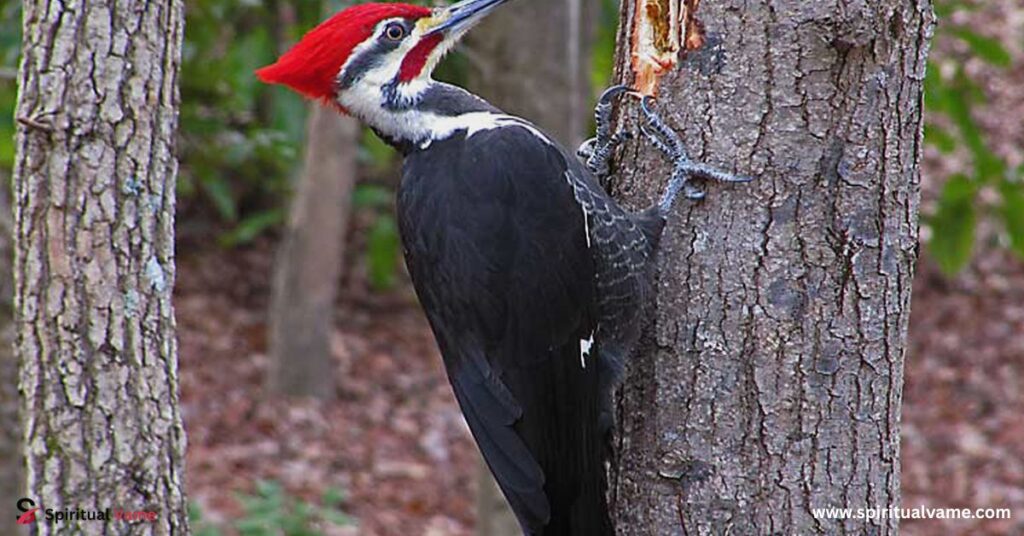 Woodpeckers