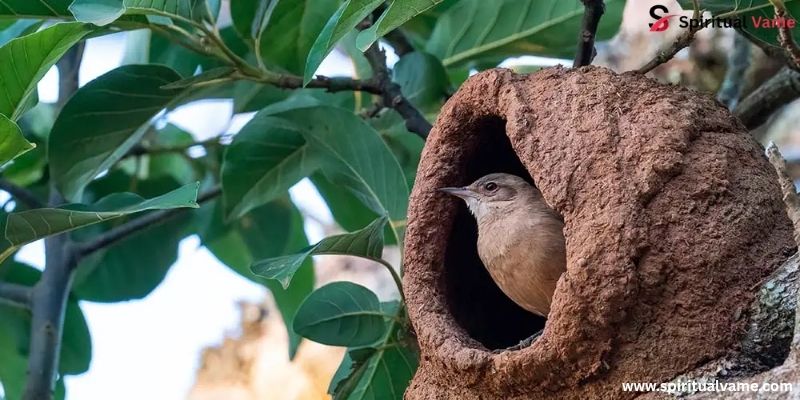 Red ovenbird nest