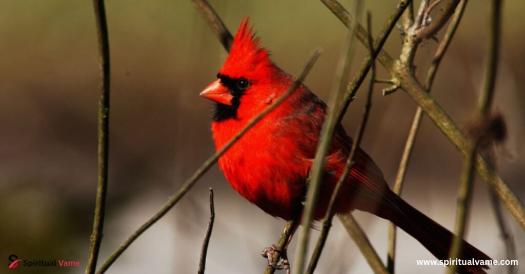 Cardinals and Grosbeaks