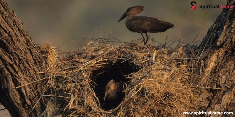   Hamerkop nest