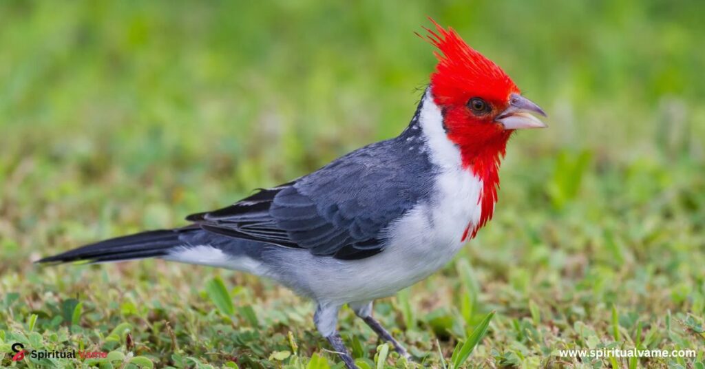 Red-crested Cardinal