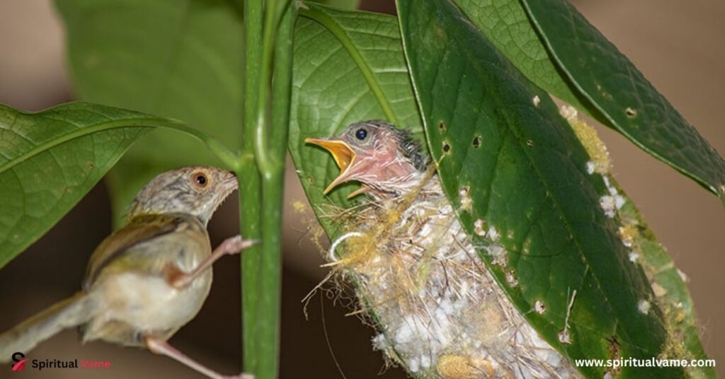 Common tailorbird nest ,bird builds the best nest