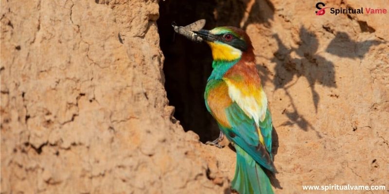   European bee-eater nest, bird builds the best nest