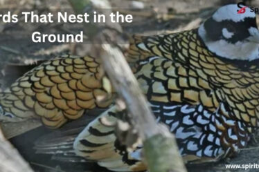 ground nesting birds