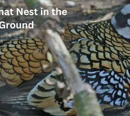 ground nesting birds