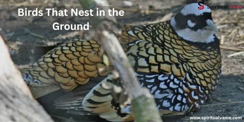 ground nesting birds