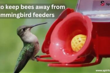 Keep bees away from hummingbird feeders with these simple tips that protect your nectar and keep birds coming back.