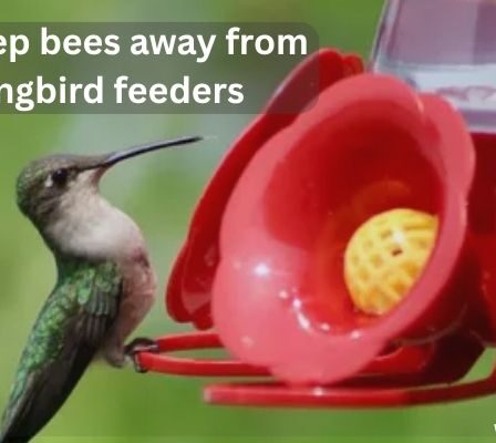 Keep bees away from hummingbird feeders with these simple tips that protect your nectar and keep birds coming back.