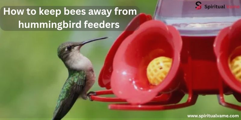 Keep bees away from hummingbird feeders with these simple tips that protect your nectar and keep birds coming back.