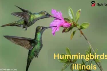 Spotting and Attracting Hummingbirds in Illinois