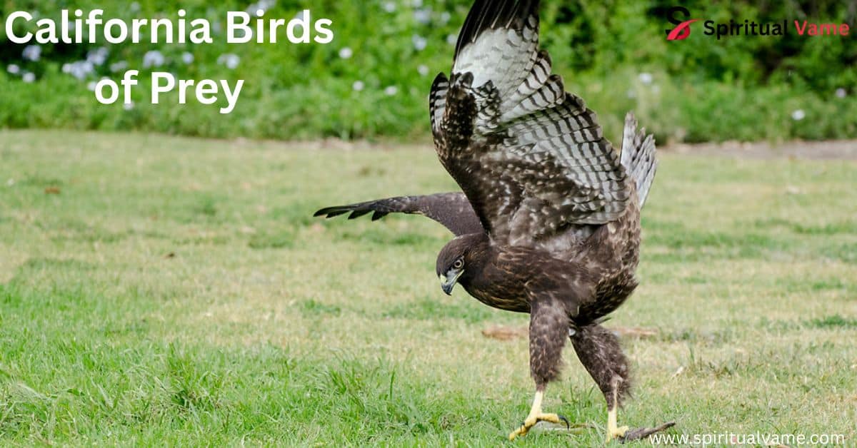 California Birds of Prey