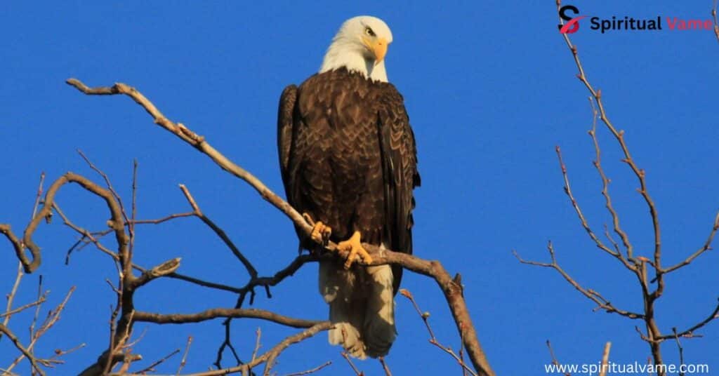 California Birds of Prey