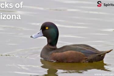 Ducks of Arizona
