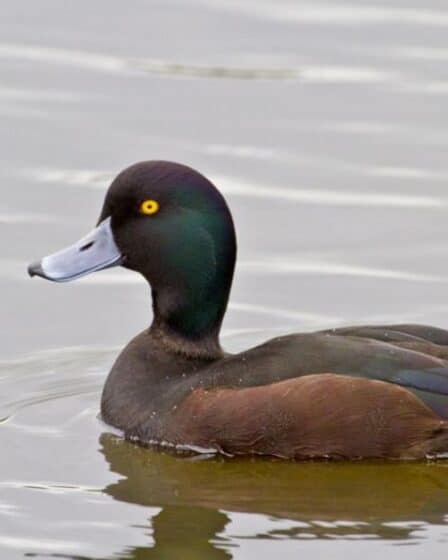 Ducks of Arizona