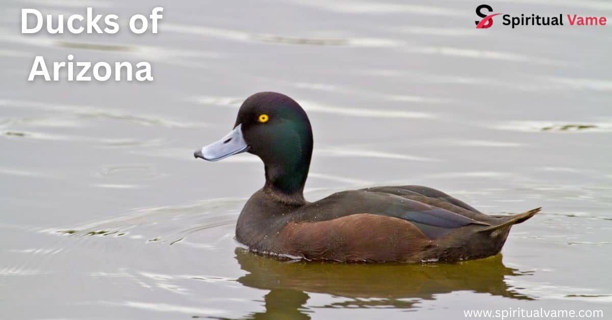 Ducks of Arizona