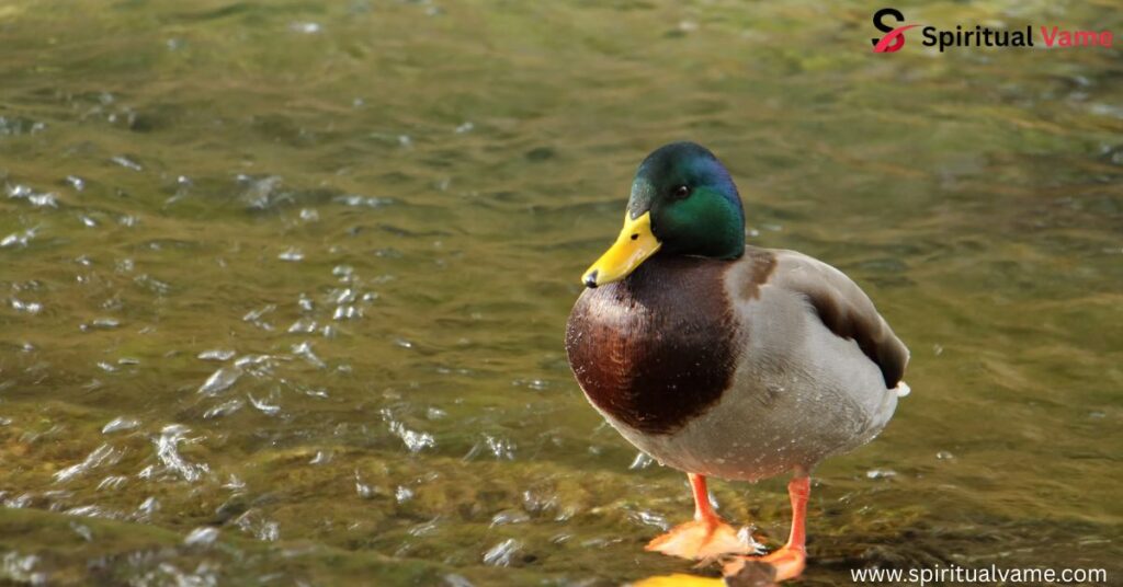 Ducks of Arizona